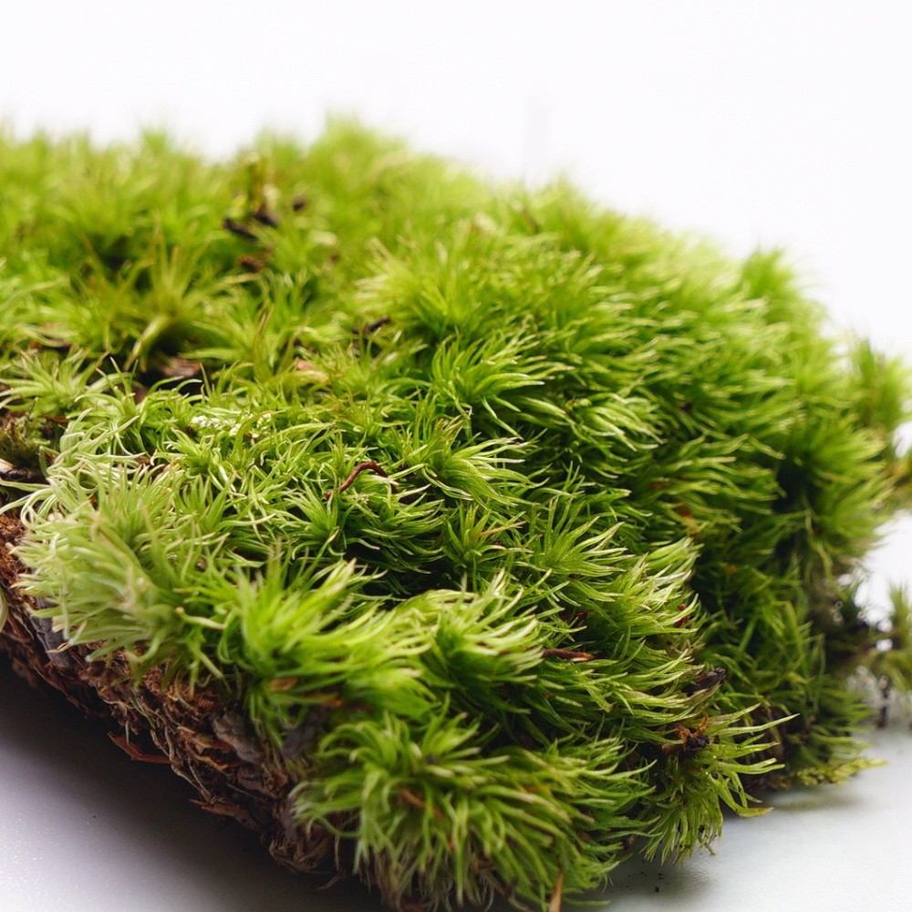 楽天市場】【高原の苔】 アラハシラガゴケ アラハオキナゴケ ヤマゴケ