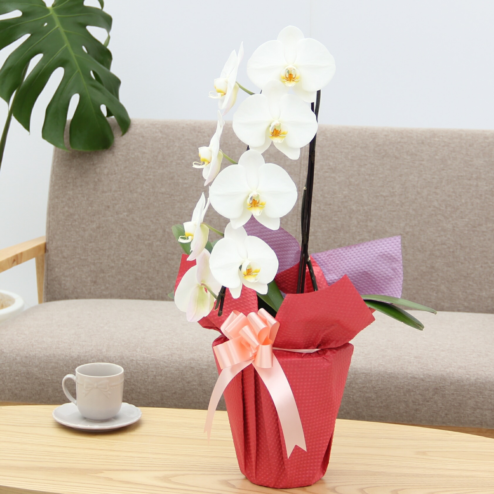 楽天市場】『 大輪胡蝶蘭 1本立ち 「ほほえみ」』母の日 鉢植え 陶器鉢