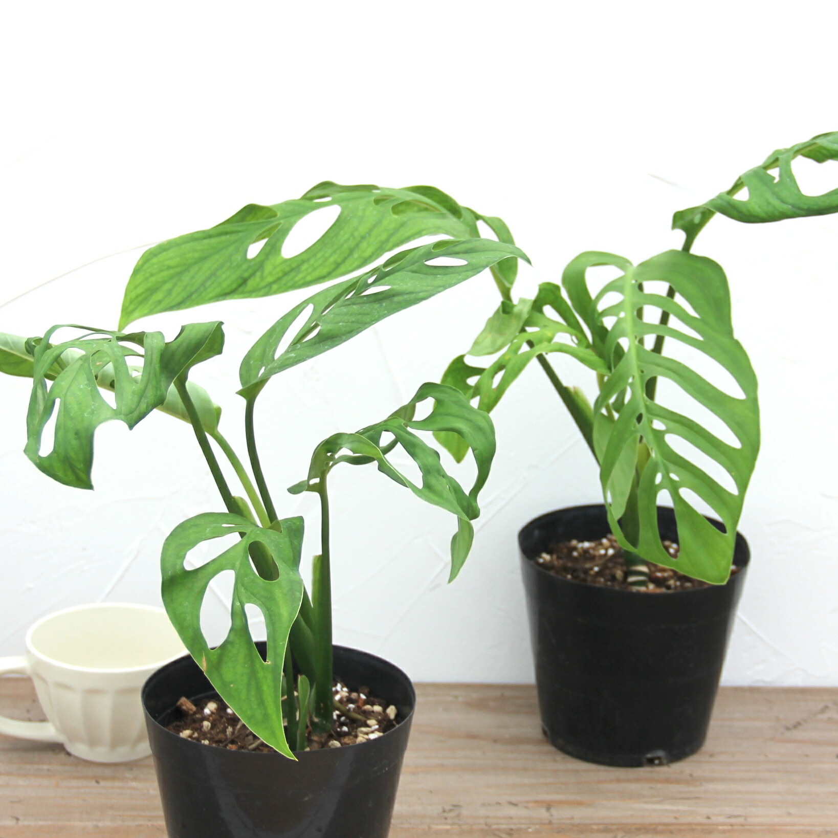 楽天市場】限定8鉢！『モンステラ エスケレート』Monstera esqueleto 5