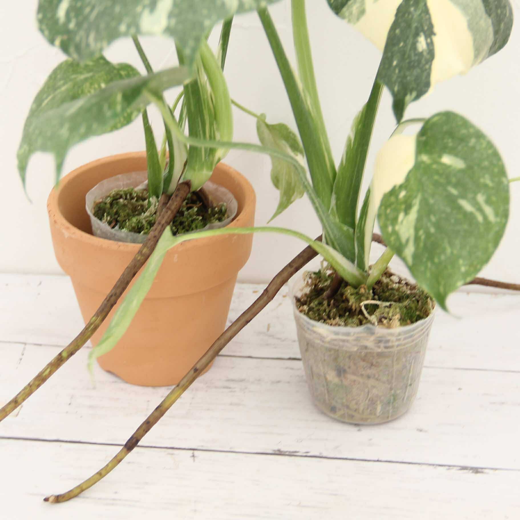 楽天市場】『斑入りモンステラ「タイ コンステレーション」』 2.5号