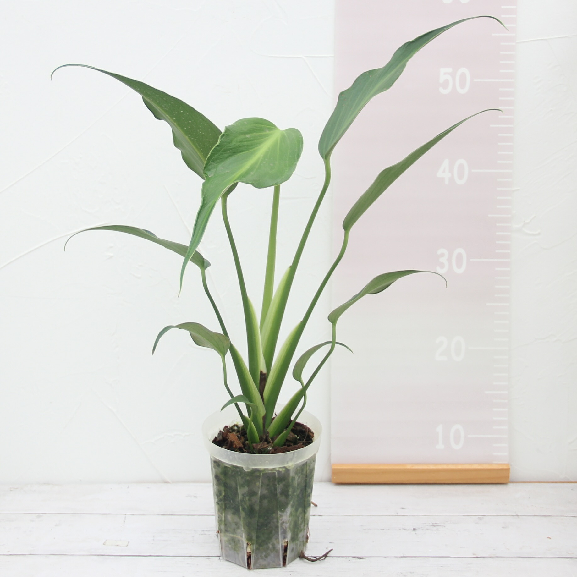 楽天市場】『モンステラ バールマルクスフレーム』Monstera 'Burle