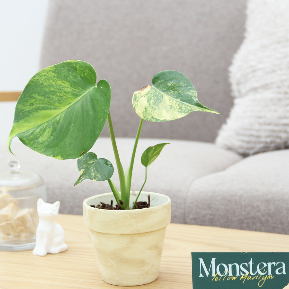 楽天市場】『モンステラ イエローマリリン』観葉植物 黄斑 3号ポット鉢