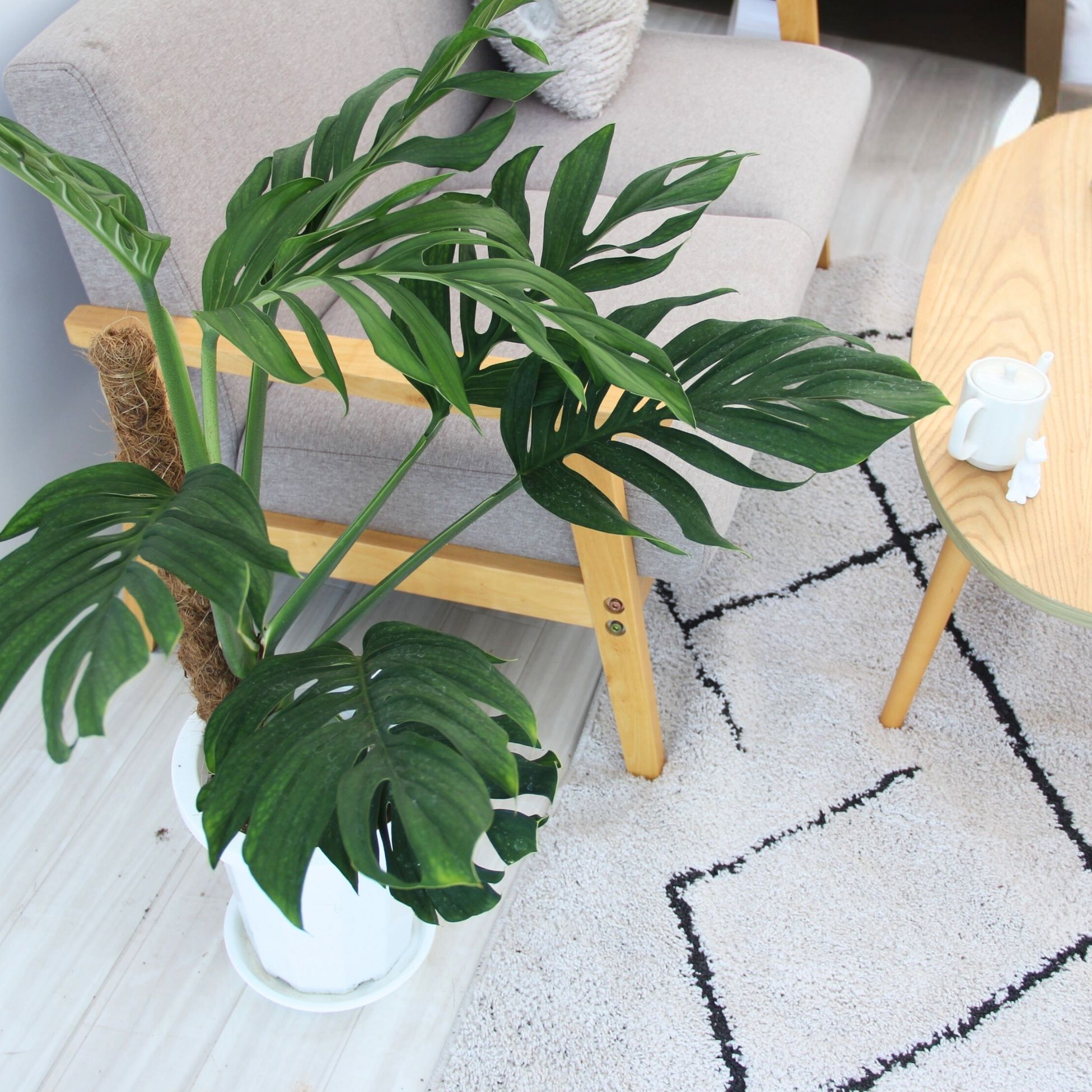 楽天市場】『モンステラ ジェイドウイング』Monstera 'Jade Wing' 8号