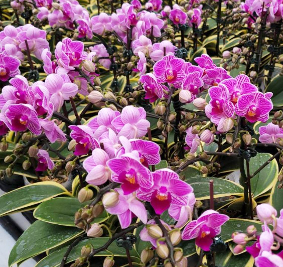 楽天市場】洋ランの苗『斑入胡蝶蘭 F858 「覆輪葉」タイプ 【花咲く苗