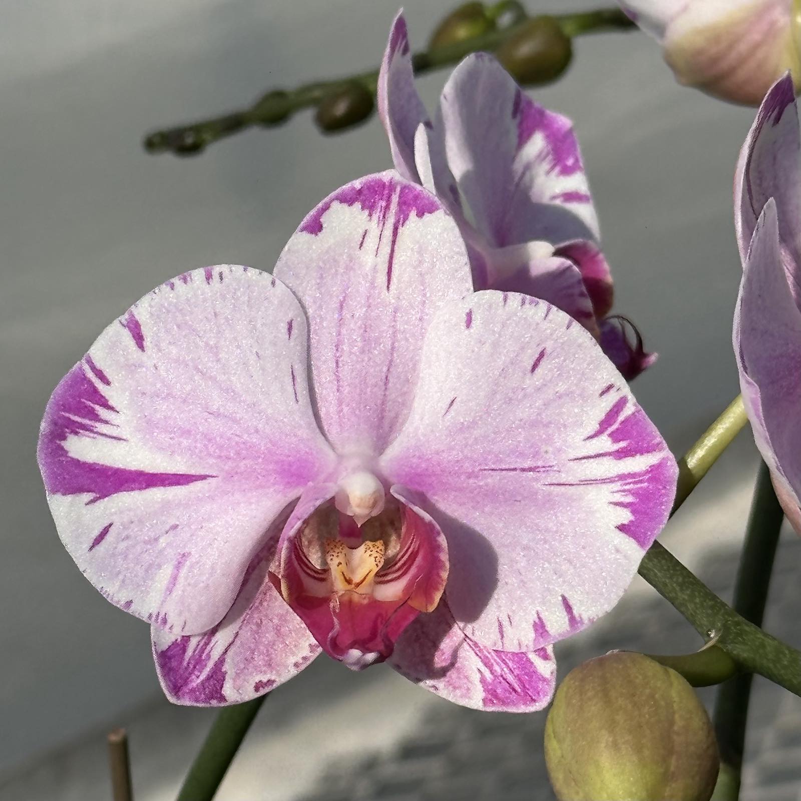 楽天市場】今ならつぼみ、または花付き！-- 話題のレア『ミディ胡蝶蘭