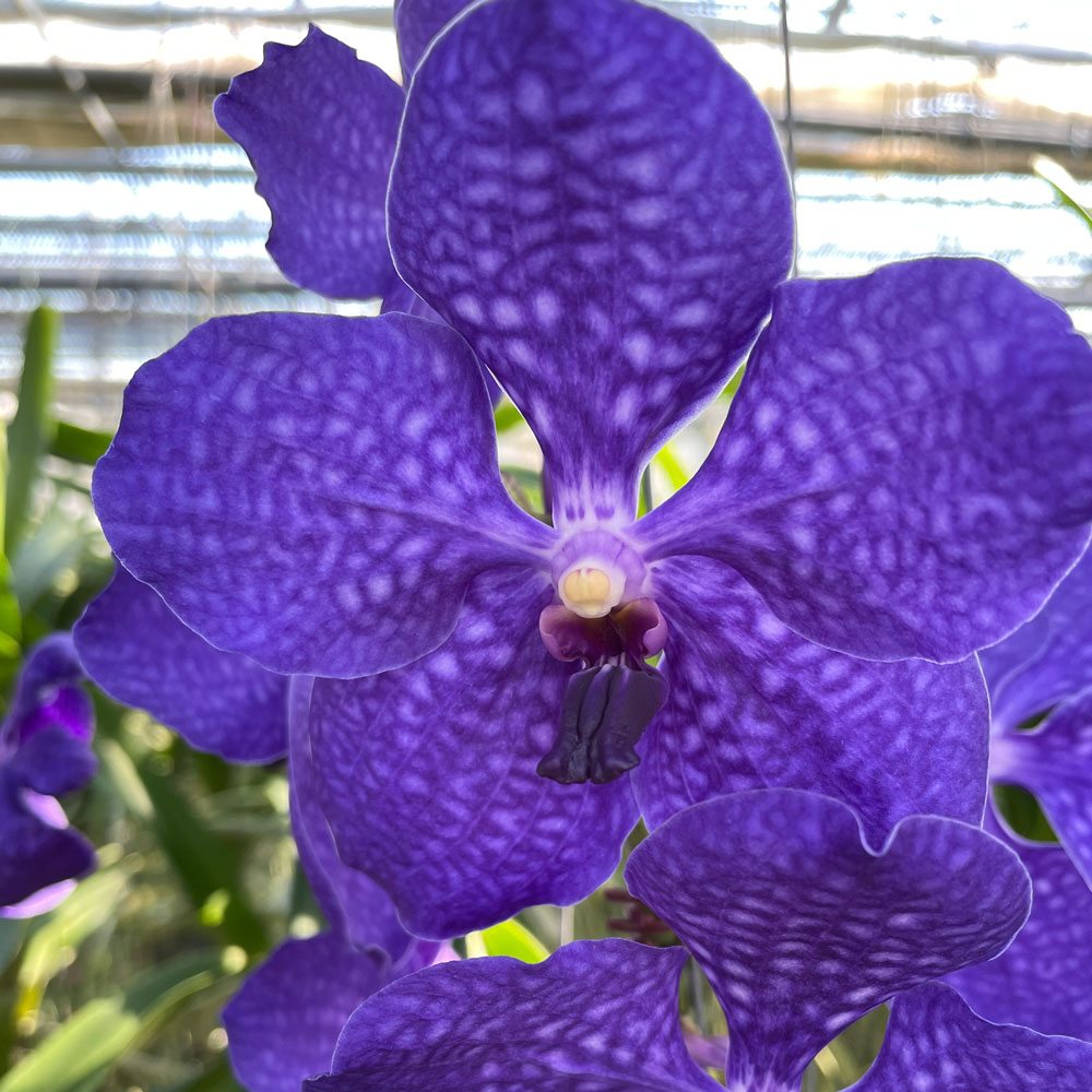 洋蘭 洋ラン バンダ 2種セット ピンク ブルー バンダ系 - 洋蘭専門店