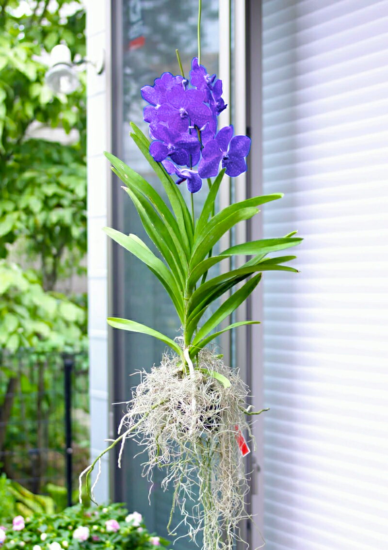 楽天市場】2021&2022年度全国洋らん品評会 金賞連続受賞！『「バンダ 1