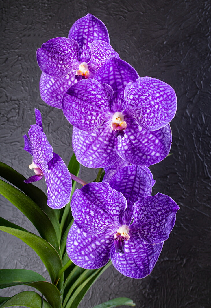 洋蘭 洋ラン バンダ 2種セット ピンク ブルー バンダ系 - 洋蘭専門店