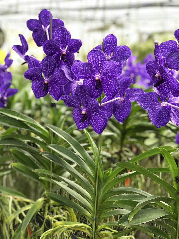 洋蘭 洋ラン バンダ 2種セット ピンク ブルー バンダ系 - 洋蘭専門店