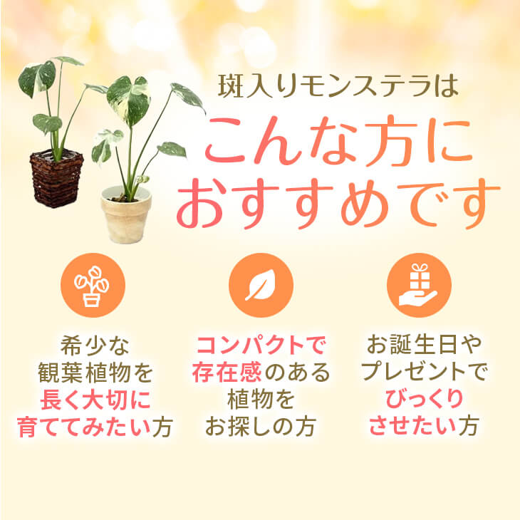 楽天市場】『斑入りモンステラ「タイ コンステレーション」』 2.5号