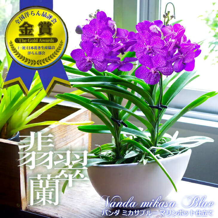 楽天市場】2021&2022年度全国洋らん品評会 金賞連続受賞！国内では非常