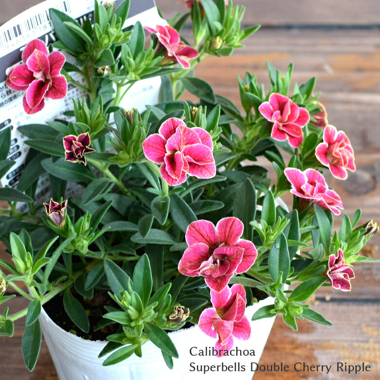 楽天市場】カリブラコア スーパーベル ダブルチェリーリップル 苗 10.5