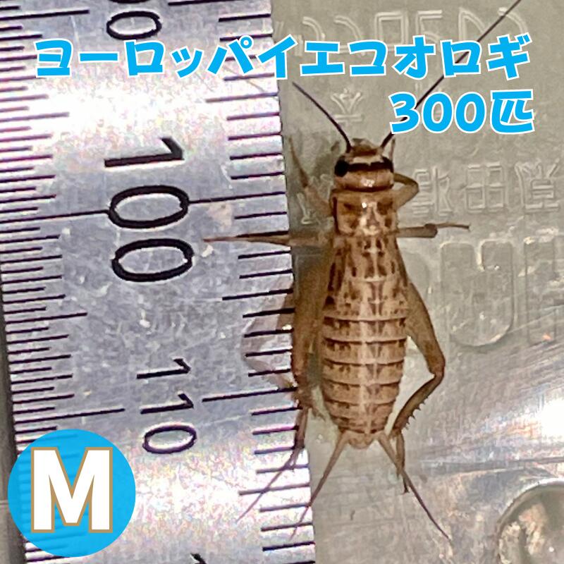 楽天市場】ヨーロッパイエコオロギ Mサイズ 300匹 生餌 生産者直販売