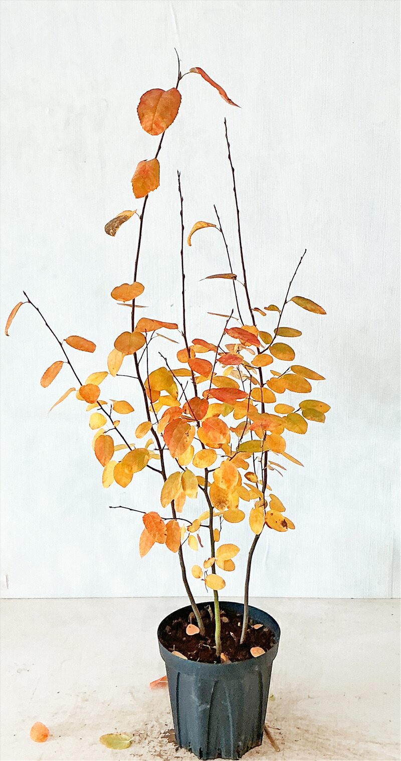 楽天市場】ジューンベリー 株立（寄せ株） 樹高約1.0（鉢底から） 7号