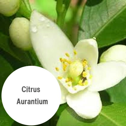 楽天市場】【ネロリ 5ml】→ビターオレンジの白い可憐な花から抽出した