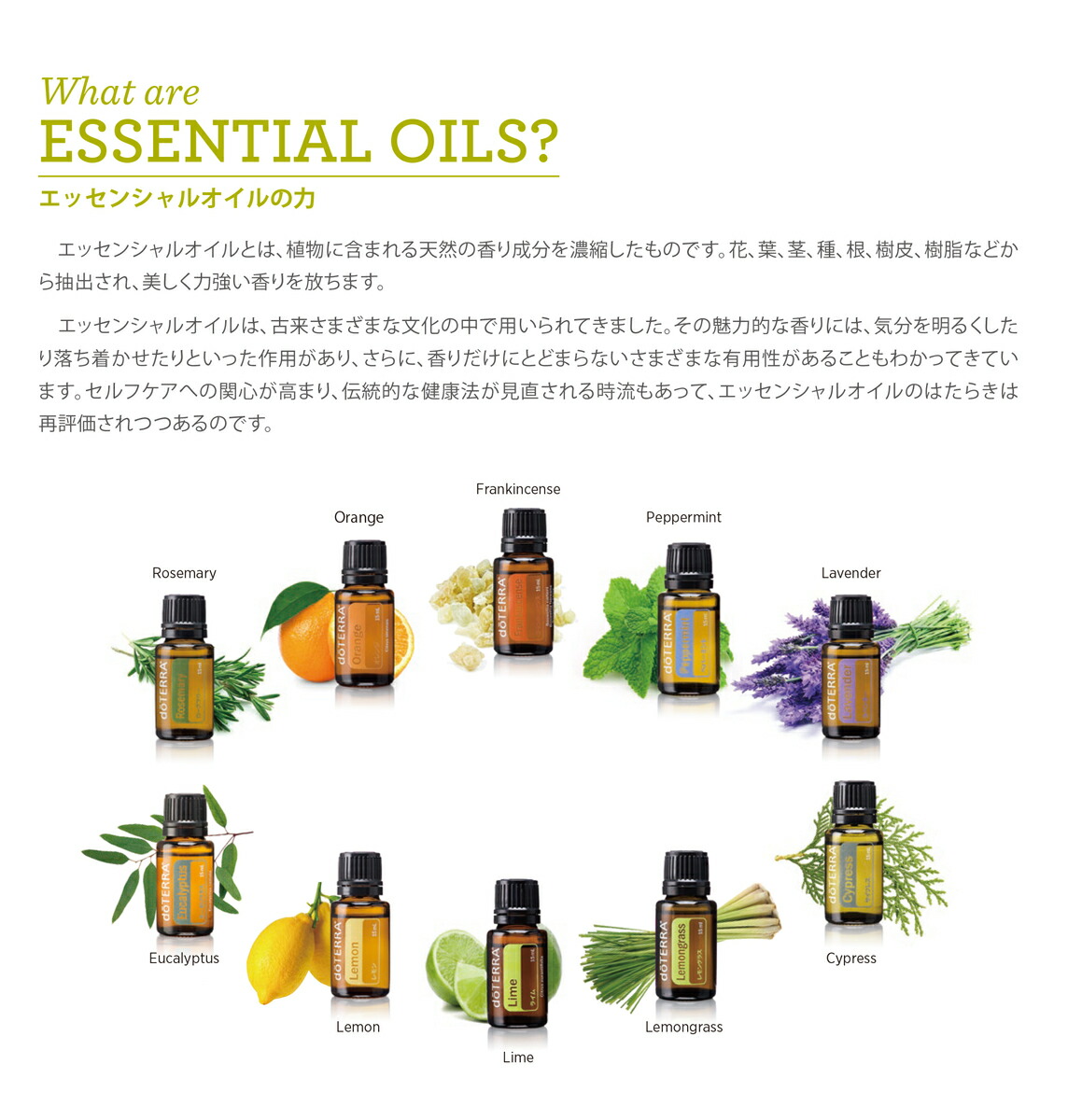 楽天市場】【平日15時まで/当日出荷】 ドテラ doTERRA ウィンター