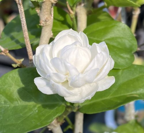 楽天市場】ハワイアンレイフラワー ホワイトローズピカケ 八重咲き（5