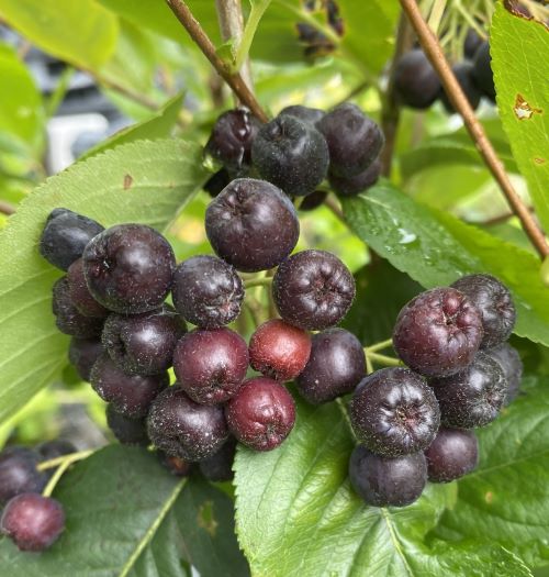 楽天市場】【6寸鉢植え】 アロニア 苗 チョコレートベリー（チョコ