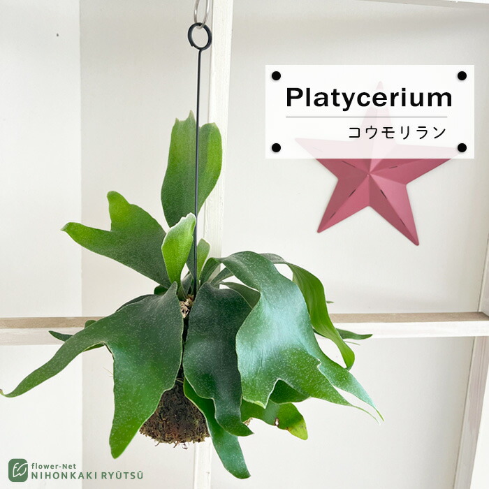 楽天市場】クリスマスローズ 広瀬園芸 レッドオーレア系 多弁 ダブル