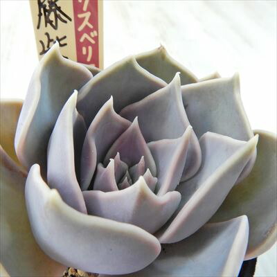 楽天市場】多肉植物 oriミックスベリア No.033 藤紫 多肉植物 お