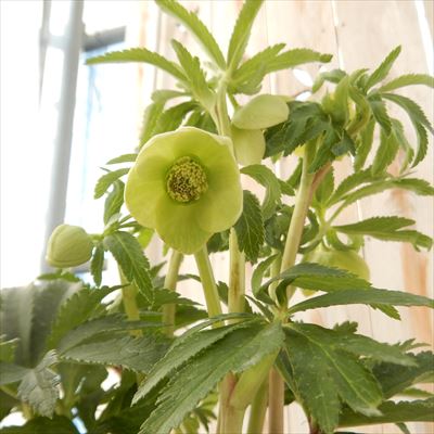 楽天市場】原種系クリスマスローズ ボッコネイ 芳香種 5.5号