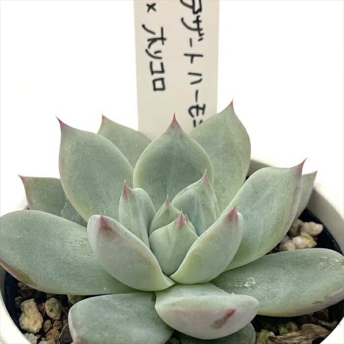 楽天市場】多肉植物 O'sエケベリア デザートハーモニー×ホリコロ 多肉