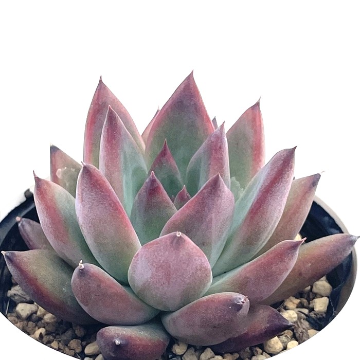 楽天市場】クリスマスローズ 大和園 フレックルキス交配 ピンク