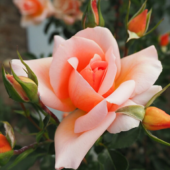 楽天市場】予約販売 バラ苗 バラ大苗 中輪 ザンブラ'93 四季咲き 薔薇