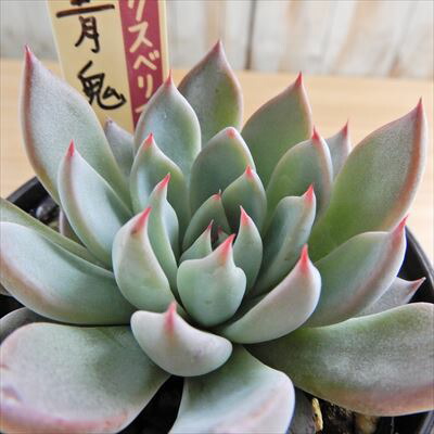 おらいさん苗ミックスベリア No.064 美紫妃 札付き おらいさん苗