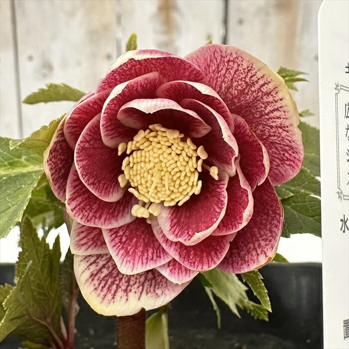 a*り様 広瀬園芸　ソレイユ　クリスマスローズ　　　開花株 sekiguchidai 音ノ葉 オフィシャル | 【音ノ葉】広瀬園芸のクリスマス