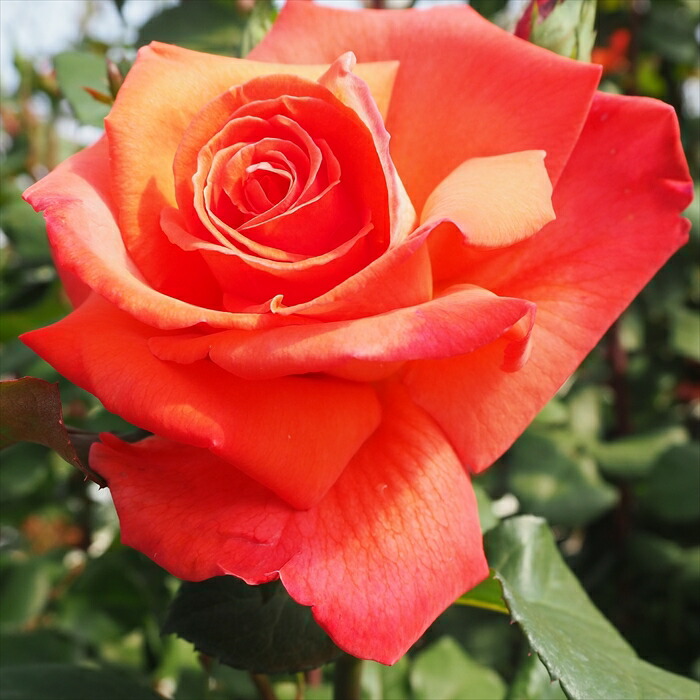 楽天市場】予約販売 バラ 苗 バラ 新苗 大輪 クリストファーコロンブス