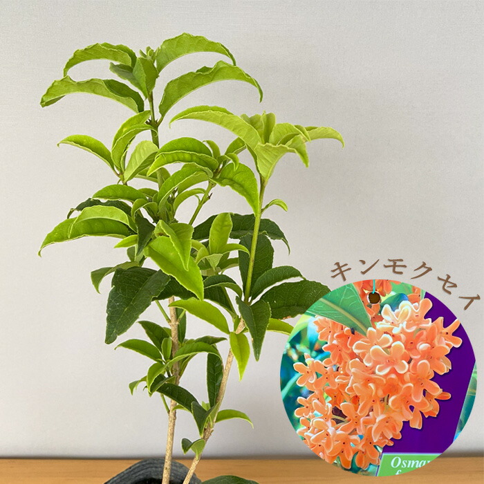 楽天市場】キンモクセイ 10.5cmポット 金木犀 苗木 花木 : フラワー