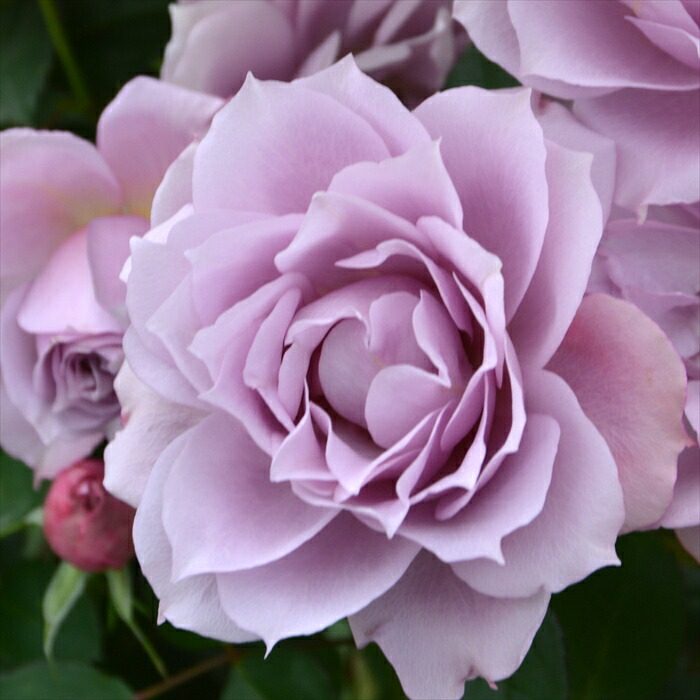 楽天市場】先行予約 【2025年春新品種】 バラ苗 バラ大苗 ロサ