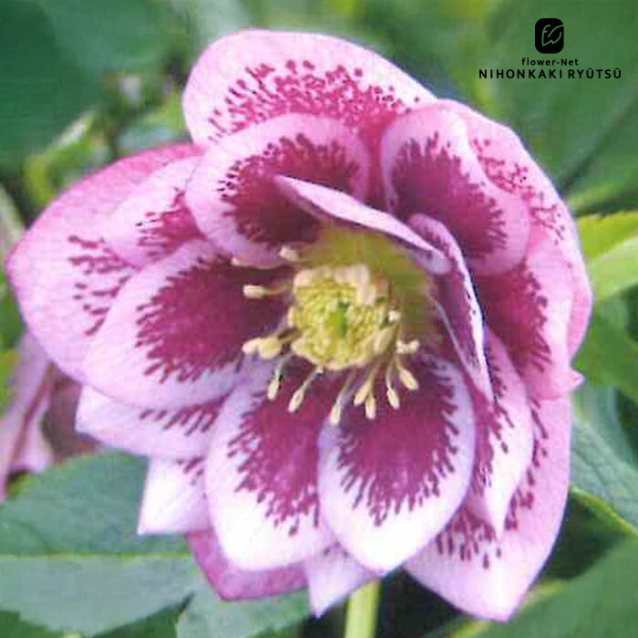 楽天市場】クリスマスローズ苗 開花見込大株 ダブルピンクブロッチ