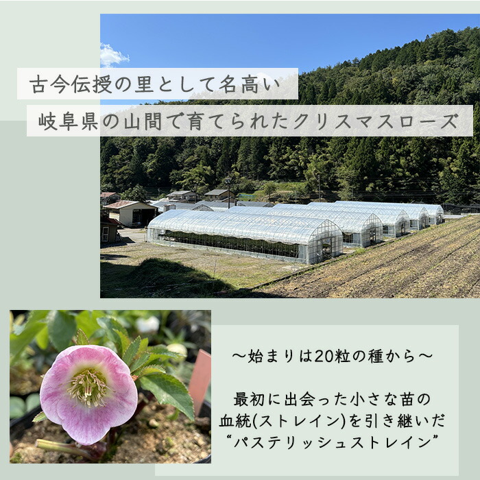 楽天市場】予約販売 クリスマスローズ苗 グリーンパステリッシュ