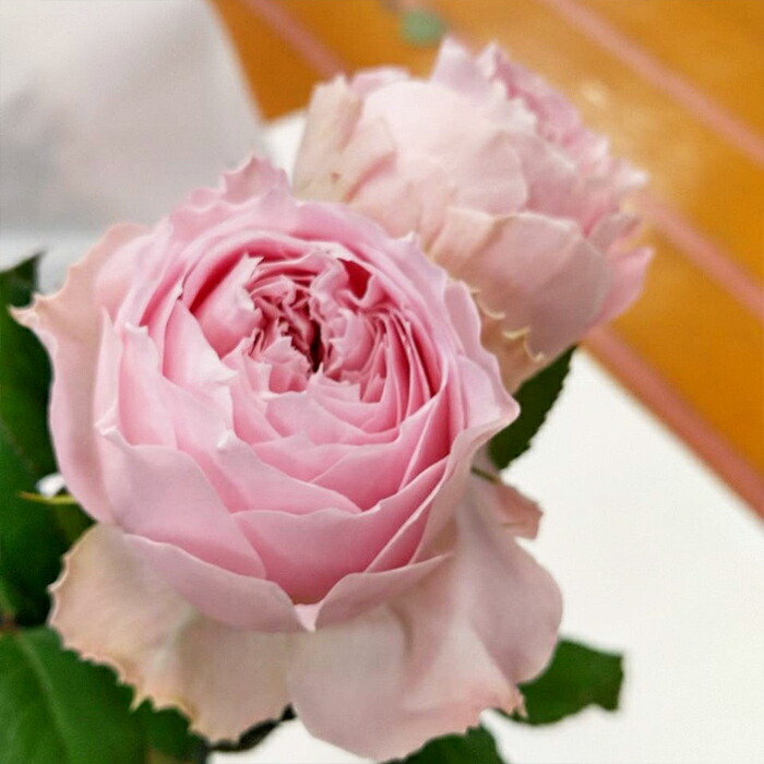 楽天市場】予約販売 バラ苗 バラ新苗 うさぎ 契約品種 薔薇 ばら 国産