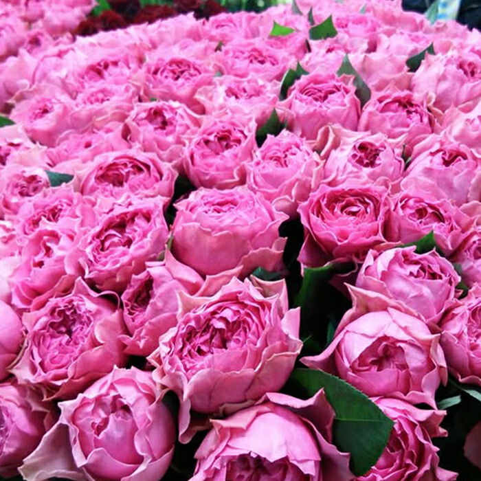 楽天市場】予約販売 バラ苗 バラ新苗 カーム波 契約品種 薔薇 ばら