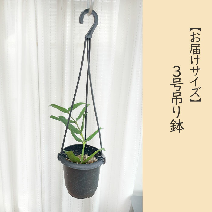 楽天市場】予約販売 観葉植物 ホヤ パンデュラータ 3号 吊り鉢 吊り
