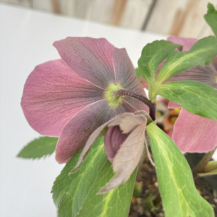 楽天市場】クリスマスローズ 広瀬園芸 セレクトシングル バイカラー