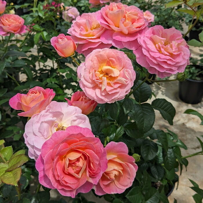 楽天市場】予約販売 バラ苗 バラ大苗 タンタウ ドルンブルガーシュロス