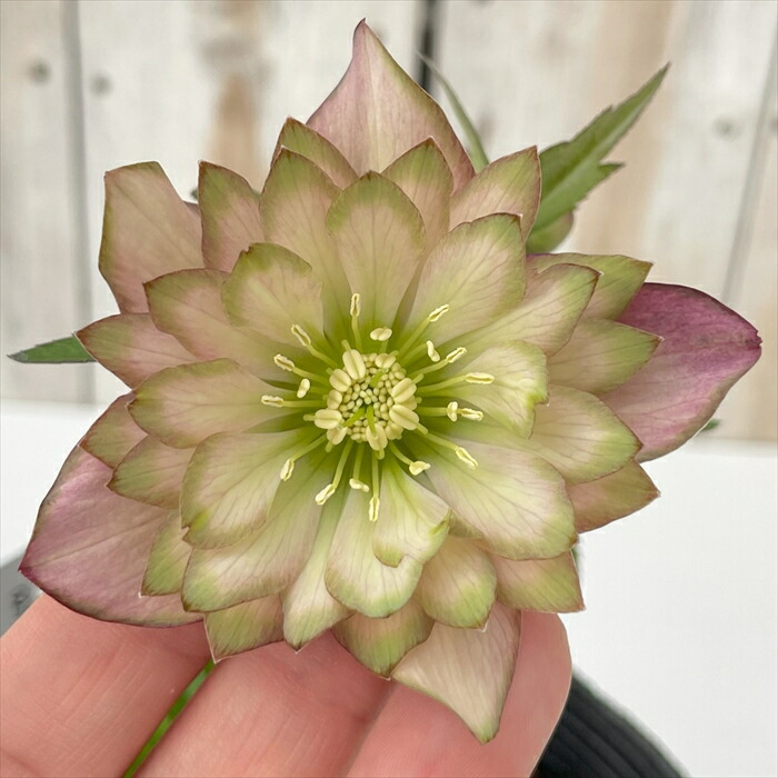 楽天市場】クリスマスローズ 吉田園芸 アンティークピエラ 0218-040