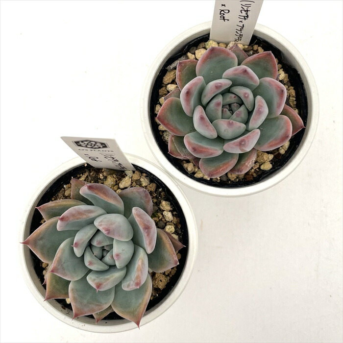 楽天市場】多肉植物 O'sエケベリア （リンゼアナ×ブランデティ）×Roof