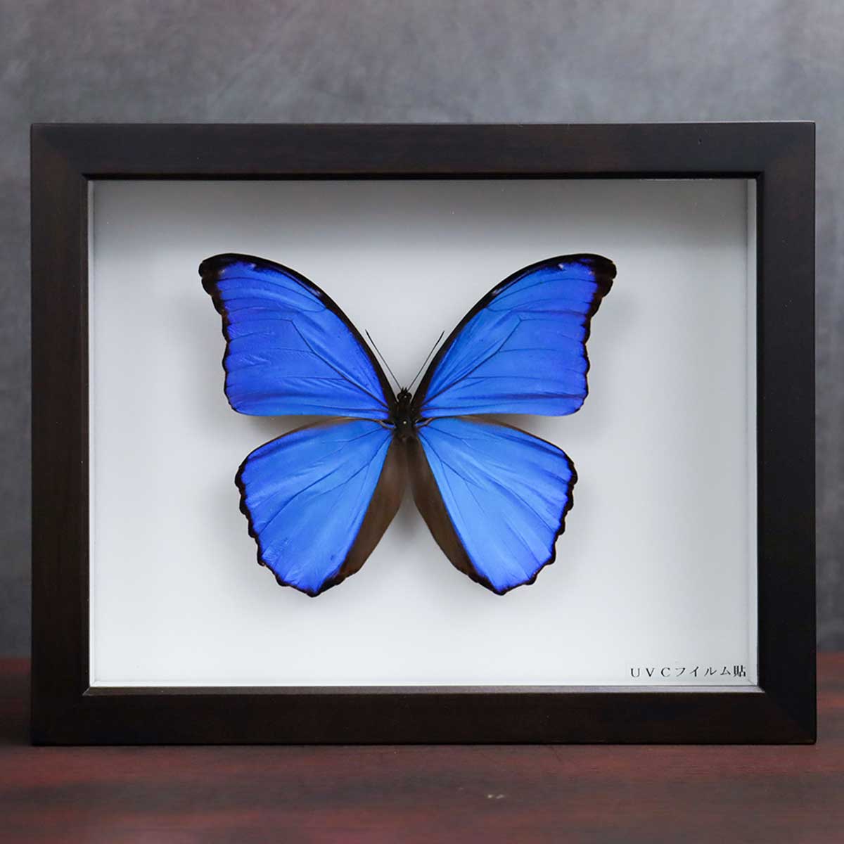お値下げ！蝶標本 蝶標本｜マライカ公式通販