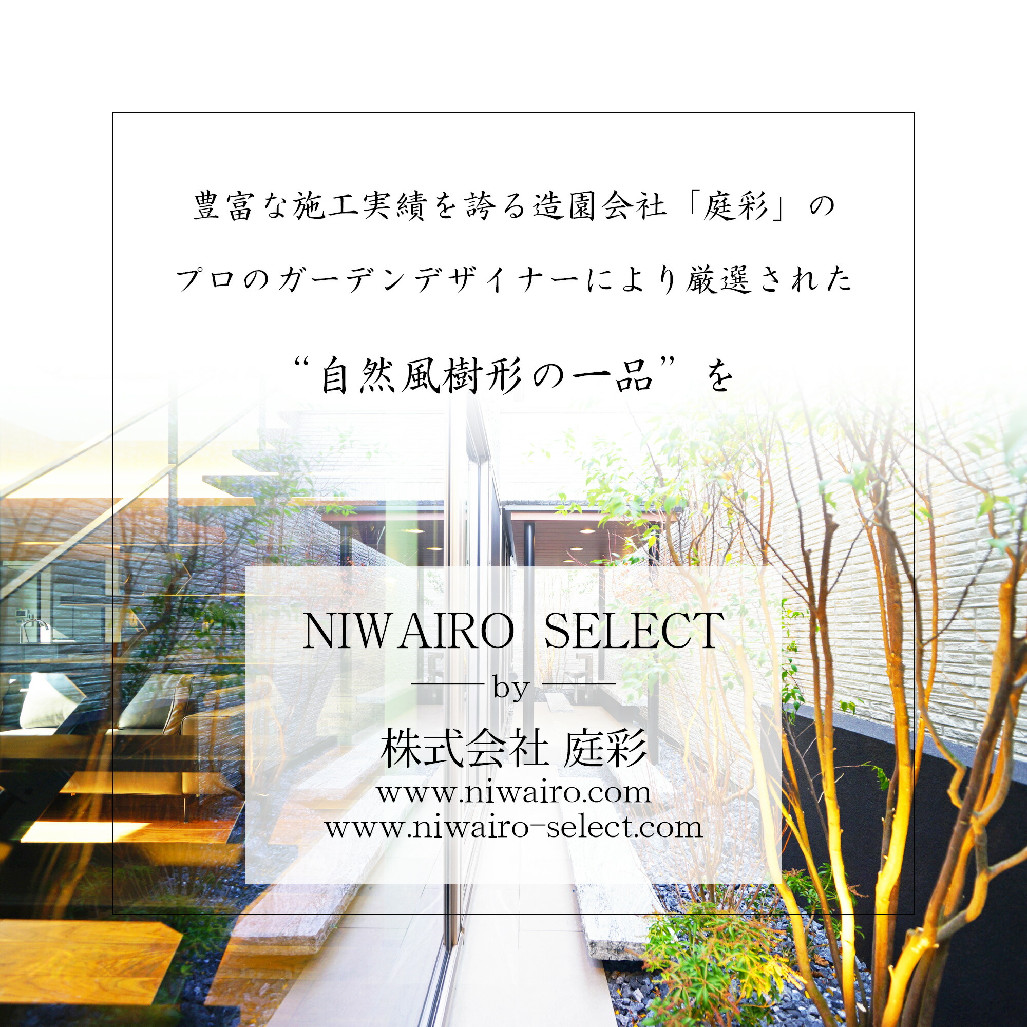 楽天市場】【現品】山採り【バイカツツジ】バイカドウダンツツジ 梅花