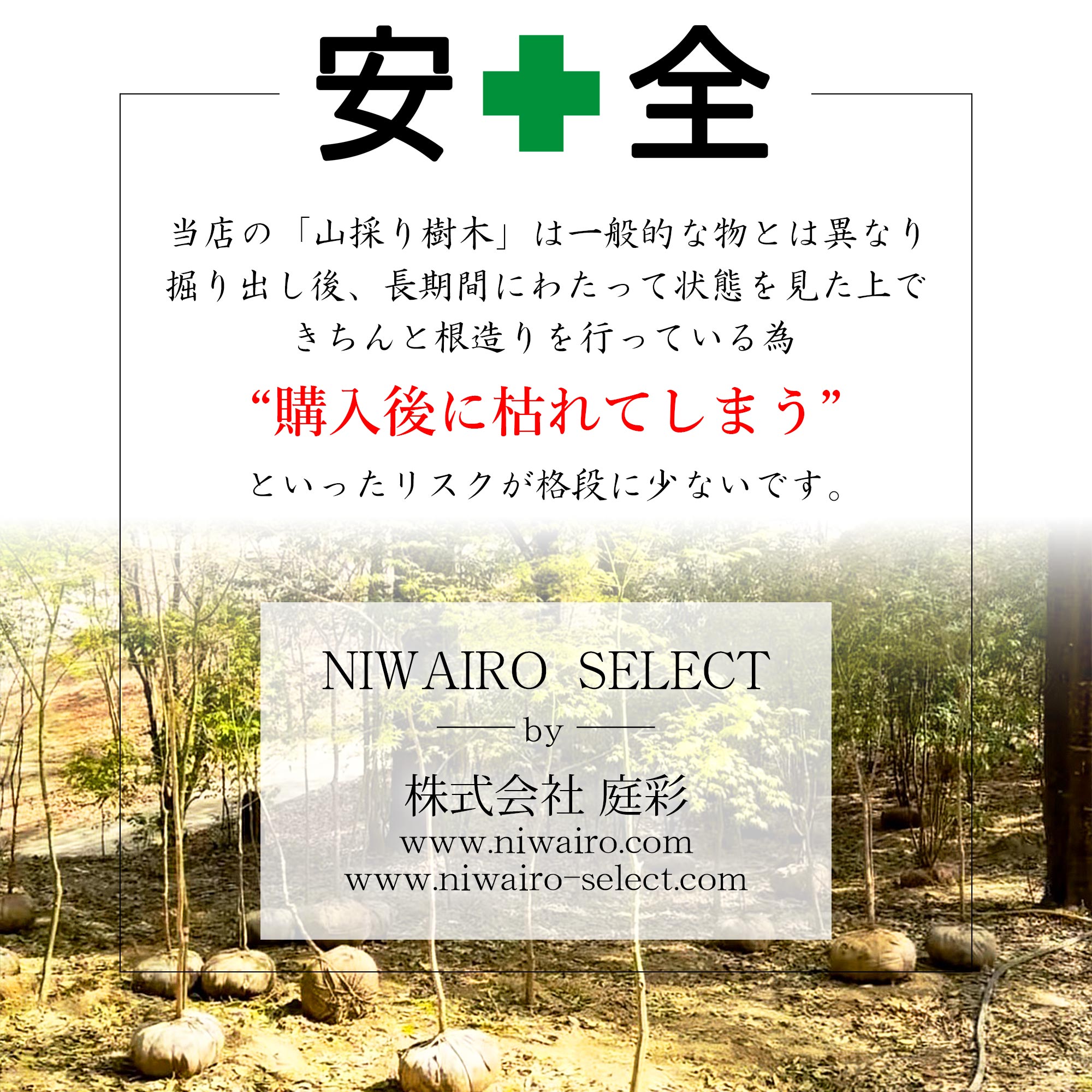 楽天市場】【現品】山採り【大型アセビ】白花 馬酔木 株立ち 自然風樹