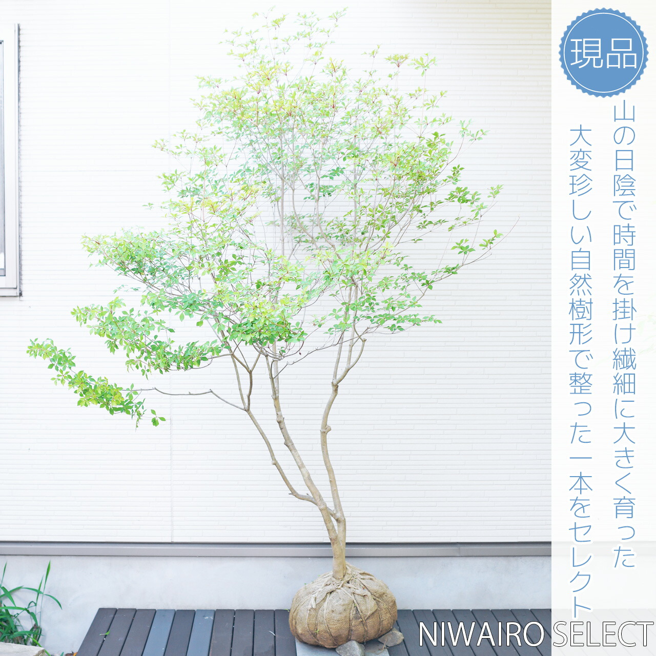 楽天市場】山採り【ドウダンツツジ】 自然樹形 株立ち 樹高H≒190 × 枝