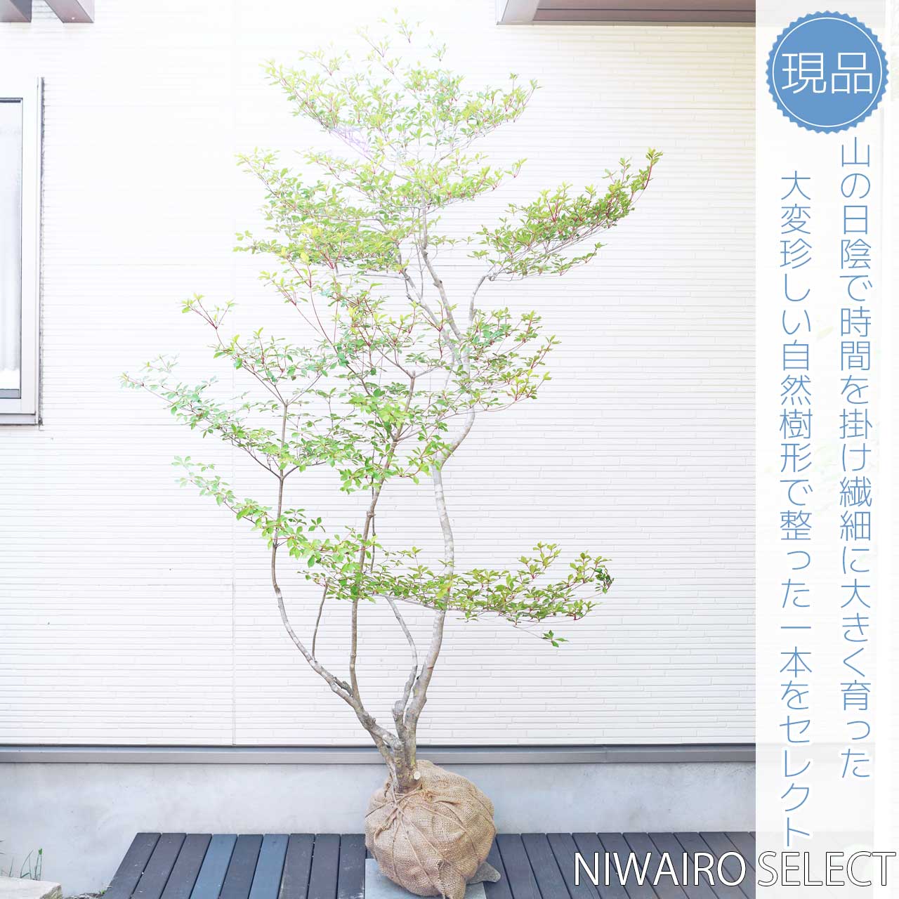 上品。山採りドウダンツツジ。 楽天市場】山採り【ドウダンツツジ