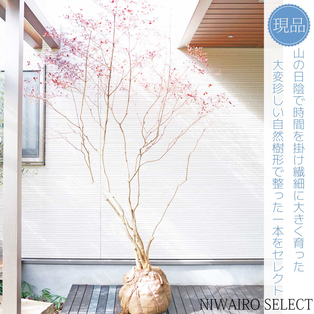 上品。山採りドウダンツツジ。 楽天市場】山採り【ドウダンツツジ