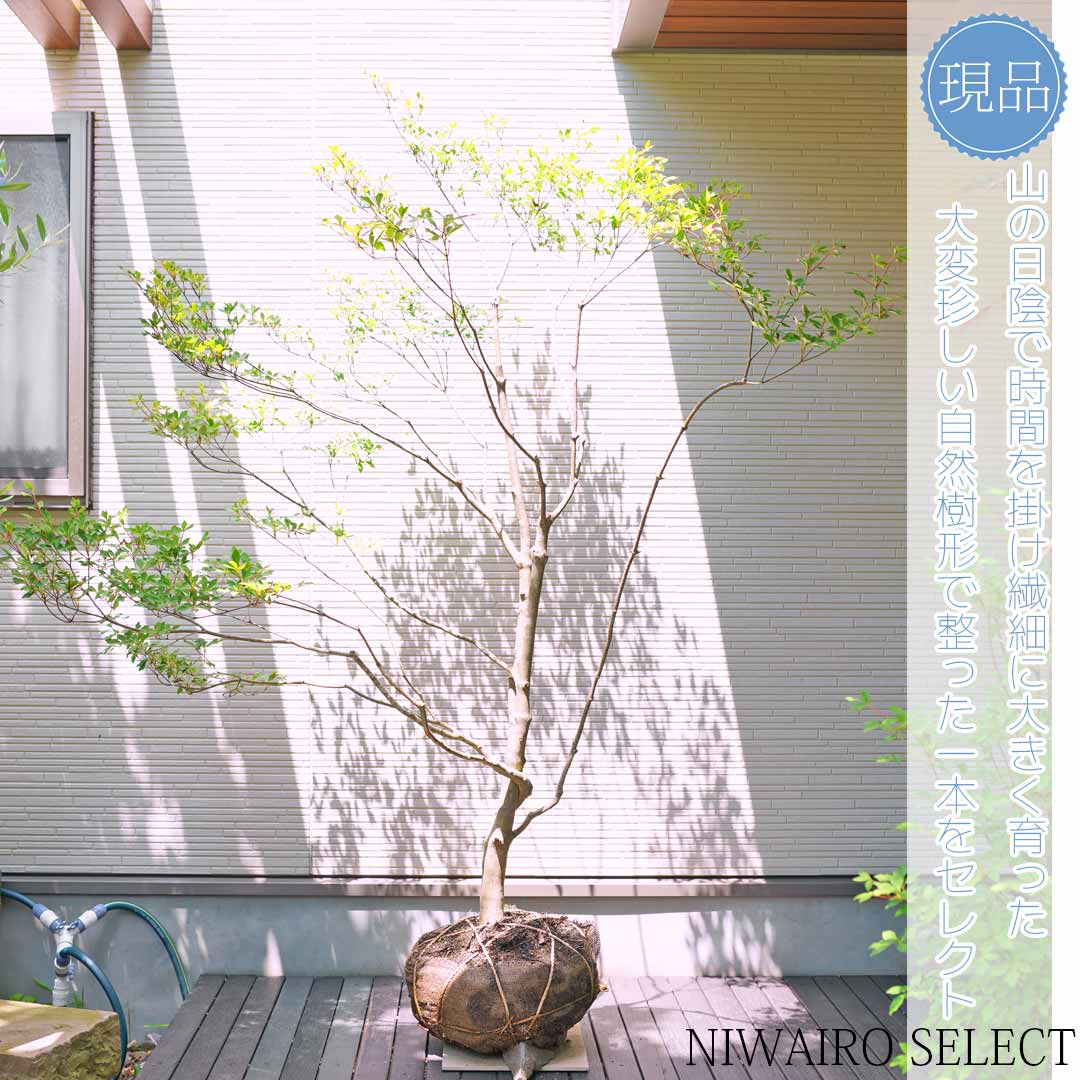 楽天市場】大型 山採り【ドウダンツツジ】自然風樹形 樹高H≒190 × 枝