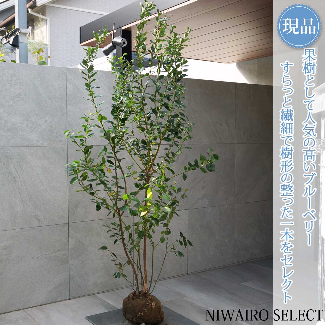 楽天市場】ブルーベリー 苗 ミスティの通販